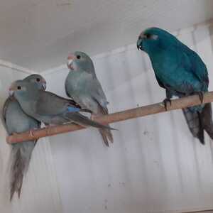 Kakariki
